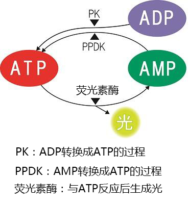 PD-30配套试剂——LuciPac A3系列                  LuciPac A3