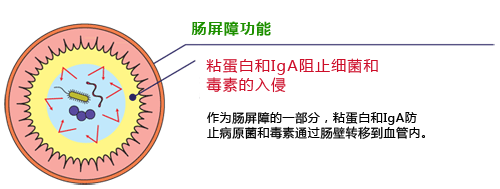 粘蛋白检测试剂盒                  Mucin Assay Kit