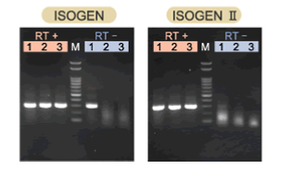 ISOGEN II RNA抽提试剂                  ISOGEN II