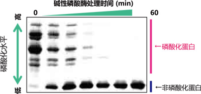 Phos-tag™ 丙烯酰胺                  Phos-tag™ Acrylamide