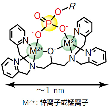 Phos-tag™ 丙烯酰胺                  Phos-tag™ Acrylamide