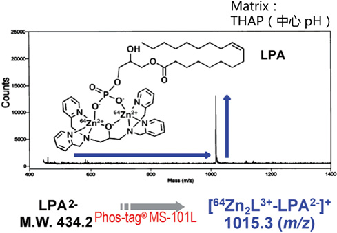 Phos-tag™ 质谱分析试剂盒                  Phos-tag™ Mass Analytical Kit