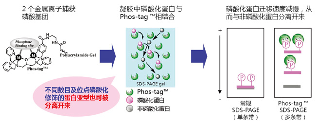 Phos-tag™ 质谱分析试剂盒                  Phos-tag™ Mass Analytical Kit