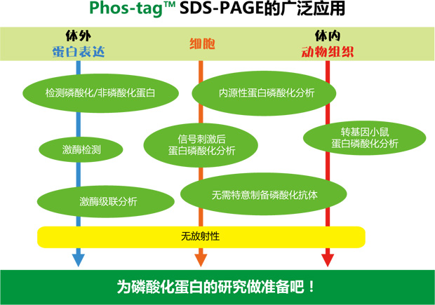 Phos-tag™ 质谱分析试剂盒                  Phos-tag™ Mass Analytical Kit