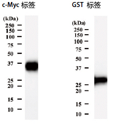 Wako亲和标签（汇总）