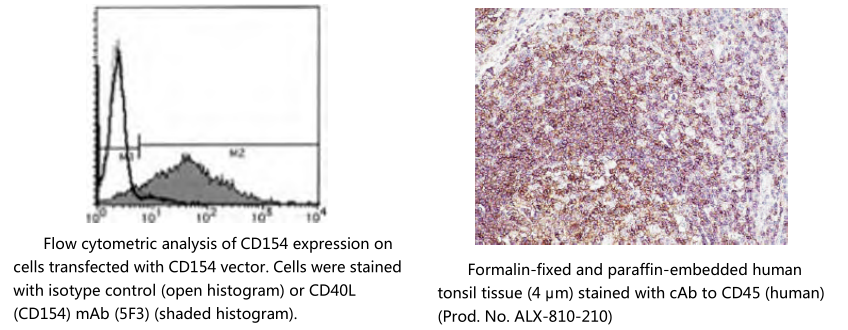 乳腺癌抗药性蛋白单克隆抗体 (BXP-53)                  Breast cancer resistance protein, mAb (BXP-53)