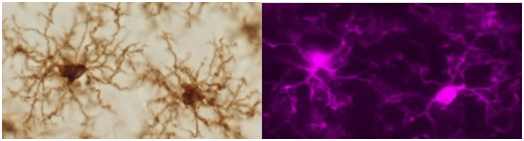 兔源Iba1抗体，有标签                  Anti Iba1, Rabbit (for Immunocytochemistry)