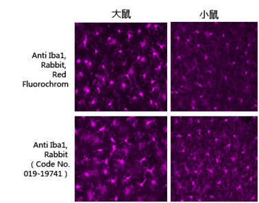 兔源Iba1抗体，有标签                  Anti Iba1, Rabbit (for Immunocytochemistry)