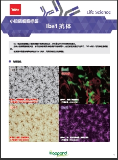 兔源Iba1抗体，有标签                  Anti Iba1, Rabbit (for Immunocytochemistry)