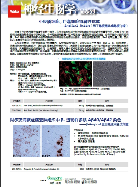 兔源Iba1抗体，有标签                  Anti Iba1, Rabbit (for Immunocytochemistry)