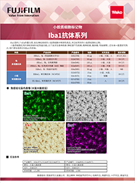 兔源Iba1抗体，有标签                  Anti Iba1, Rabbit (for Immunocytochemistry)