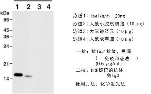 兔源Iba1抗体，无标签                  Anti Iba1, Rabbit