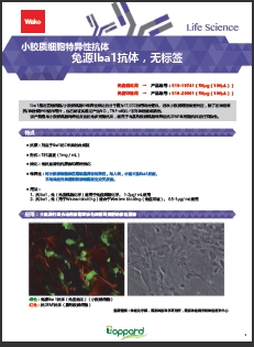 兔源Iba1抗体，无标签                  Anti Iba1, Rabbit