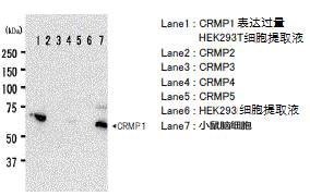 抗CRMP1，仓鼠单克隆抗体（2E7G）                  Anti CRMP1, Hamster Monoclonal Antibody (2E7G)