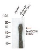 抗小鼠Sema4D/CD100，单克隆抗体                  Anti Mouse Sema4D/CD100, Monoclonal   Antibody