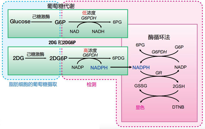 2-脱氧葡萄糖(2DG)摄入检测试剂盒                  2-Deoxyglucose (2DG) Uptake Measurement Kit