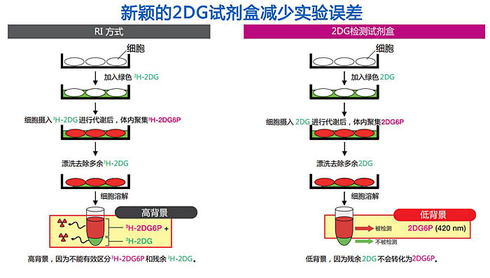 2-脱氧葡萄糖(2DG)摄入检测试剂盒                  2-Deoxyglucose (2DG) Uptake Measurement Kit