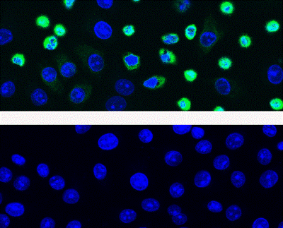 细胞凋亡M30 CytoDEATH™ 抗体                  M30 CytoDEATH™ antibodies