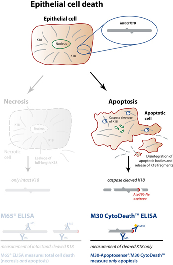 细胞凋亡M30 CytoDeath™ ELISA试剂盒                  M30 CytoDeath™ ELISA