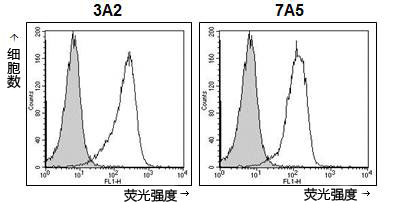 C型肝炎病毒感染抑制抗体  抗Claudin-1，单克隆抗体