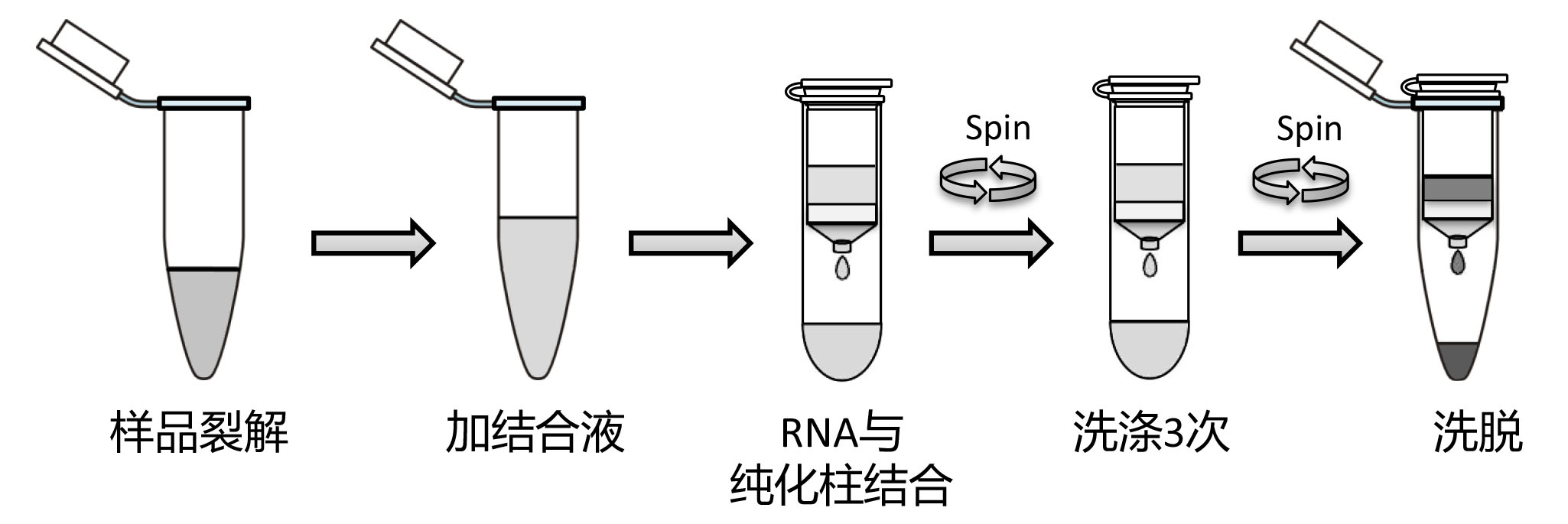 RNAeasy™动物RNA抽提试剂盒(离心柱式)(试用装)(R0024FT)