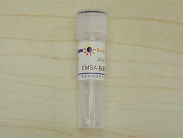 EMSA探针－HIF-1α (10μM)(GS032A)