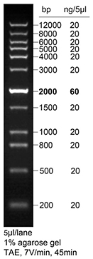 InstantView™红色荧光DNA Ladder(0.2-12kb, 12 bands, 溴酚蓝)(D0120S)