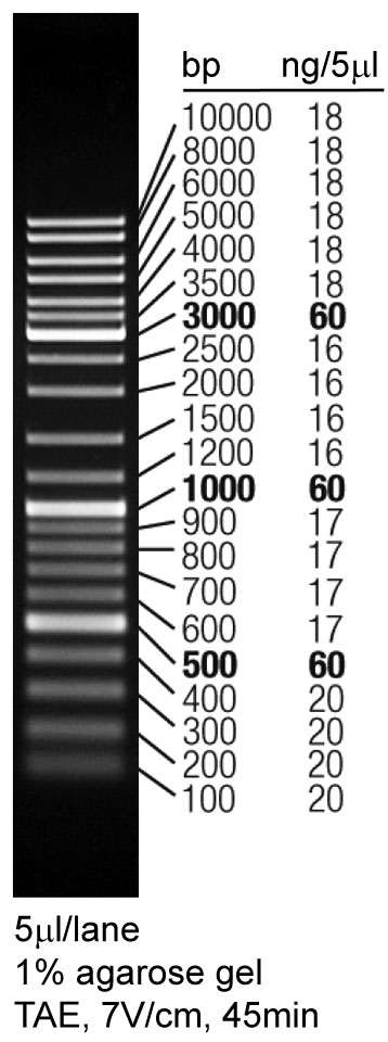 DNA Ladder (0.1-10 kb, 21 bands, with BeyoRed)(D0109)