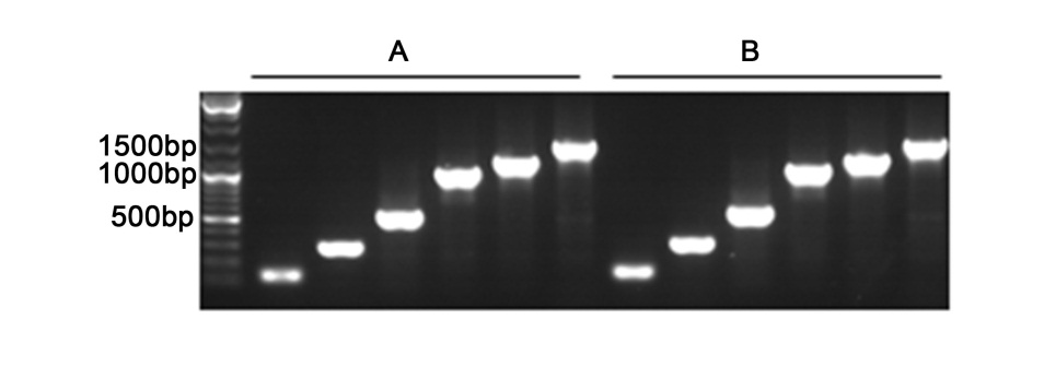 Easy-Load™ PCR Master Mix (Orange, 2X)(D7259-1ml)