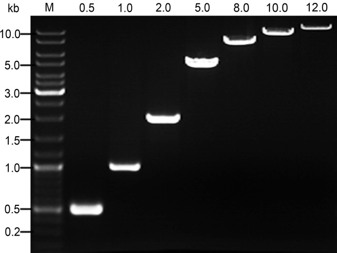 BeyoFusion™ DNA Polymerase(D7221)