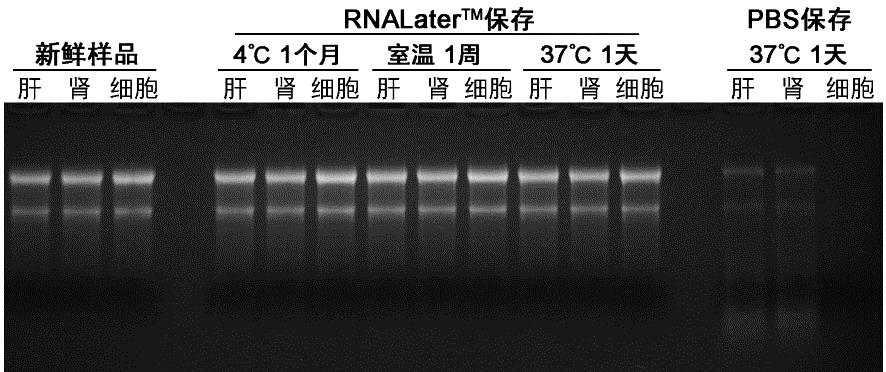 RNALater™动物组织RNA稳定保存液(R0118)