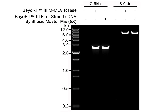 BeyoRT™ III cDNA第一链合成预混液(5X) (试用装)(D7182FT)