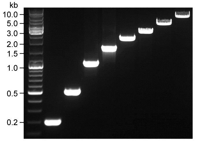 BeyoRT™ II M-MLV反转录酶(RNase H-)(D7160L)