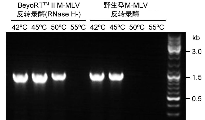 BeyoRT™ II M-MLV反转录酶(RNase H-)(D7160M)