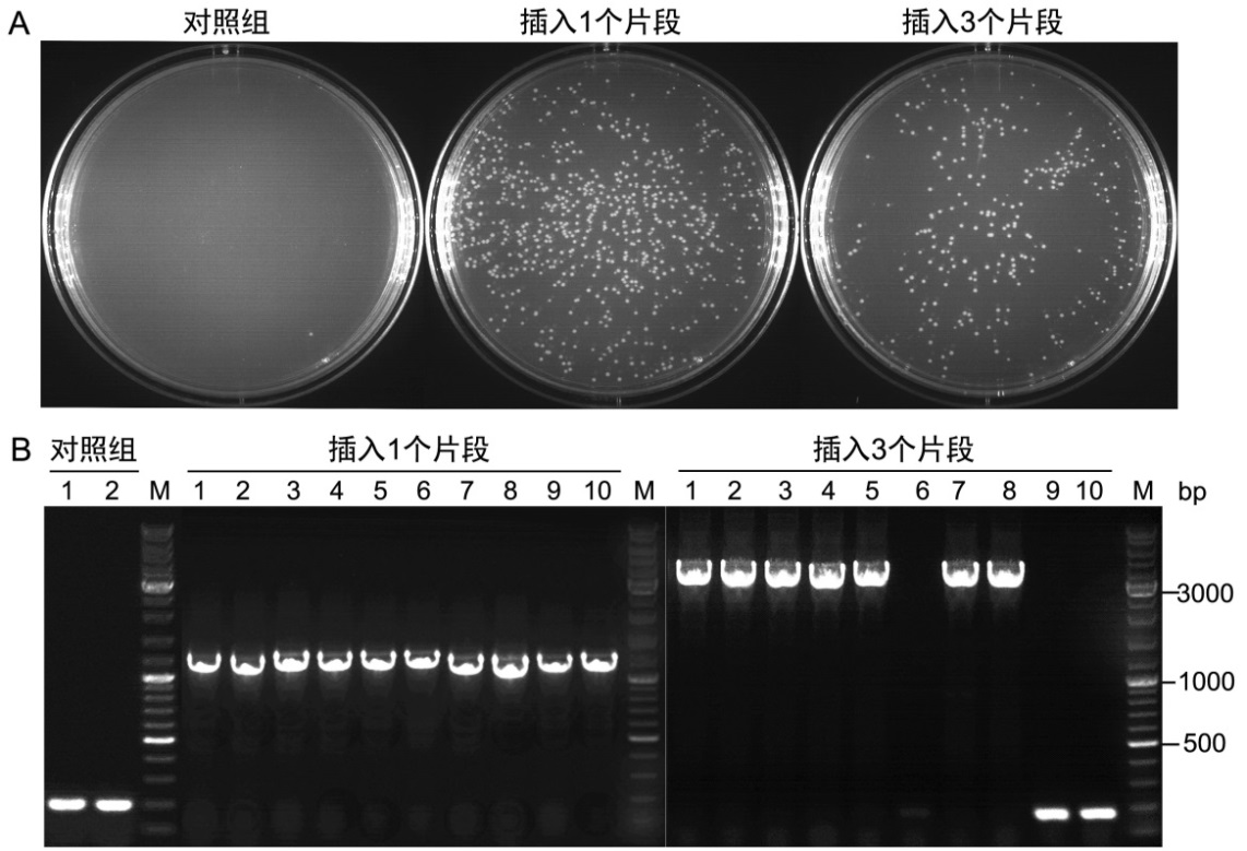 Seamless Cloning Kit (无缝克隆试剂盒, 试用装)(D7010FT)