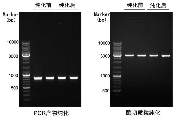 PCR纯化试剂盒/DNA纯化试剂盒(D0033)