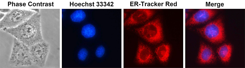 ER-Tracker Red (内质网红色荧光探针)(C1041)