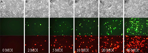 Ad-mCherry-GFP-LC3B(C3011-10ml)