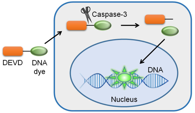 GreenNuc™活细胞Caspase-3活性检测试剂盒(C1168S)