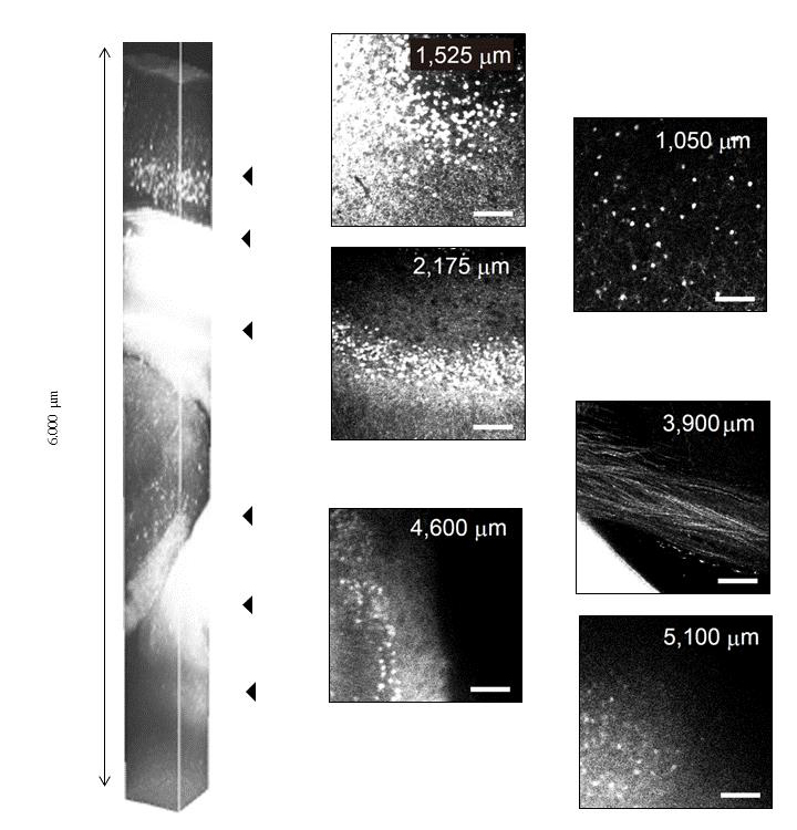 291-79601  194-18441-SeeDB生物体样本深层成像-组织透明化-透明组织化-wako富士胶片和光