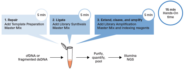 ThruPLEX&reg; DNA-Seq HV & ThruPLEX&reg; DNA-Seq HV PLUS Kit