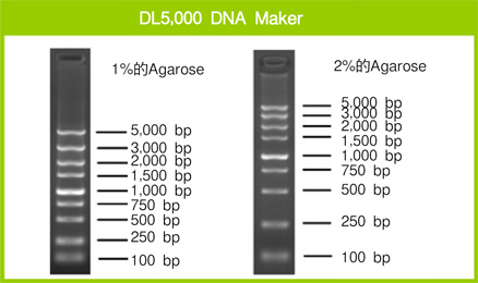 DL5,000 DNA Marker