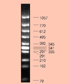 φ X174 -Hinc II digest