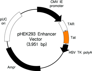 pHEK293 Ultra Expression Vector