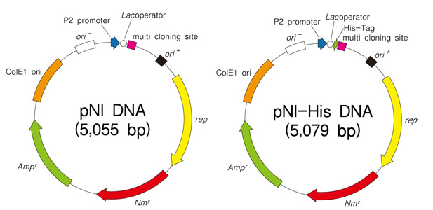 Brevibacillus Expression System胞内表达载体