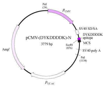 pCMV-DYKDDDDK载体套装(FLAG标签)