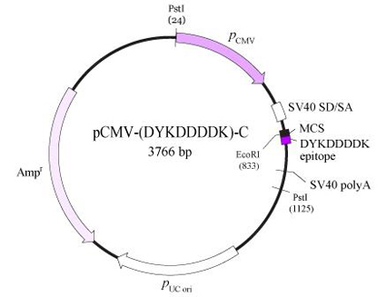 pCMV-DYKDDDDK载体套装(FLAG标签)