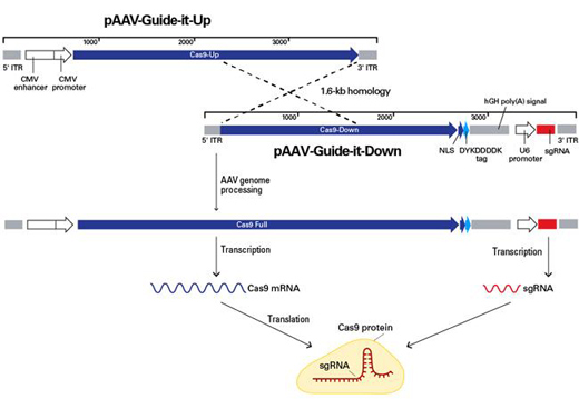 AAVpro&reg; CRISPR/Cas9 Vector System