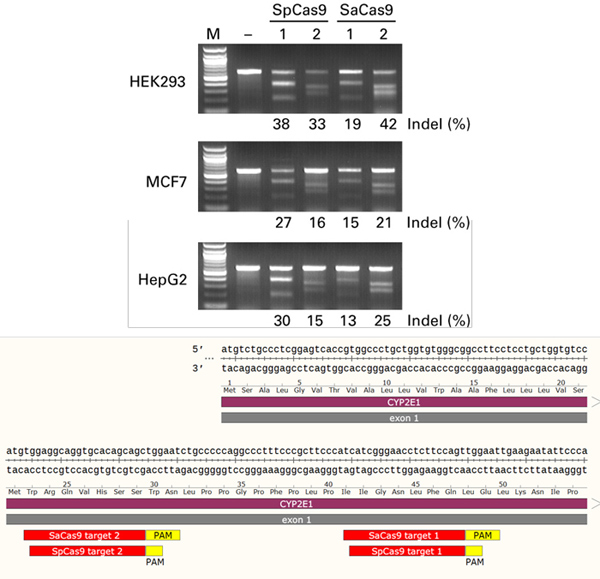 AAVpro&reg; CRISPR/Cas9 Vector System