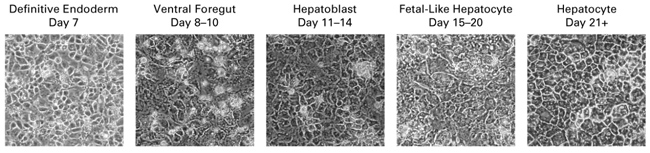 Cellartis Hepatocyte Differentiation Kit